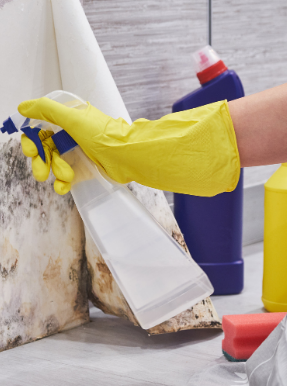 Mould on walls