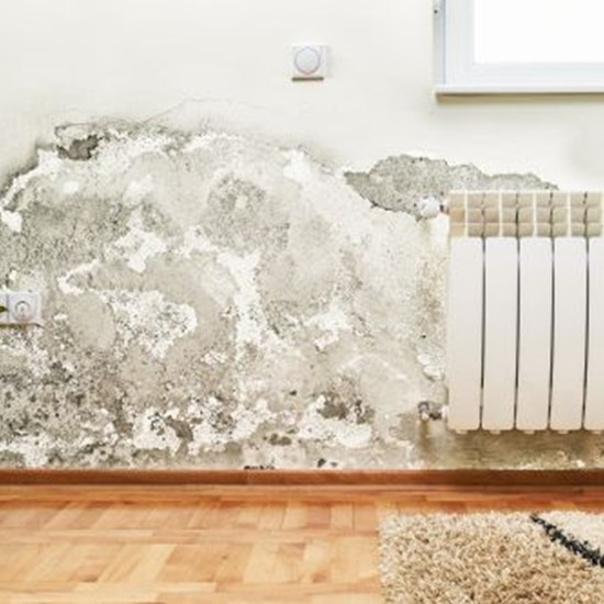 Rising Damp image