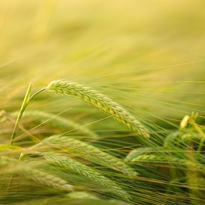 OEM Agriculture