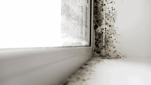 Mould on window 